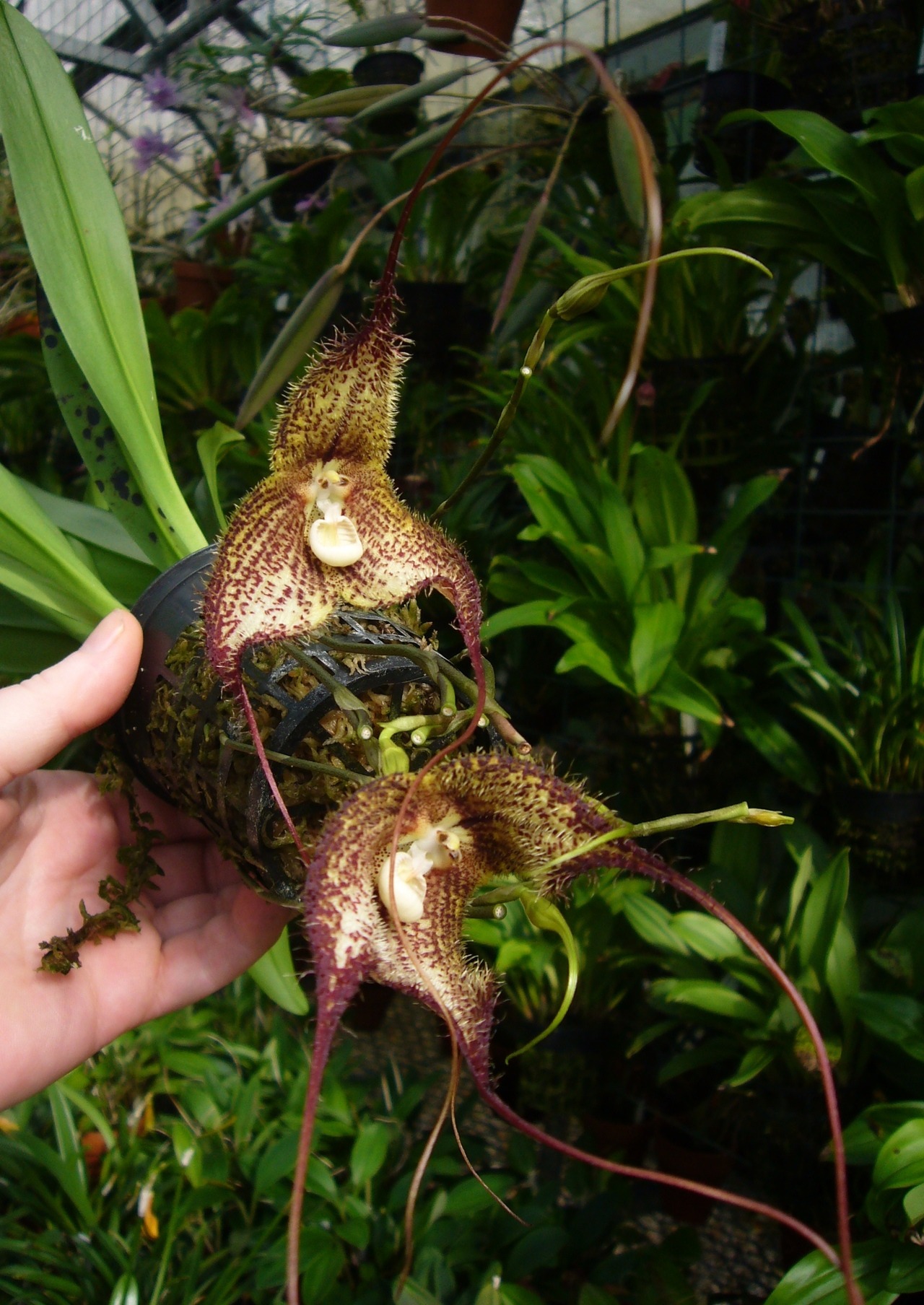 orchid-a-day: Dracula woolwardiae June 1, 2018   oh wooooooow