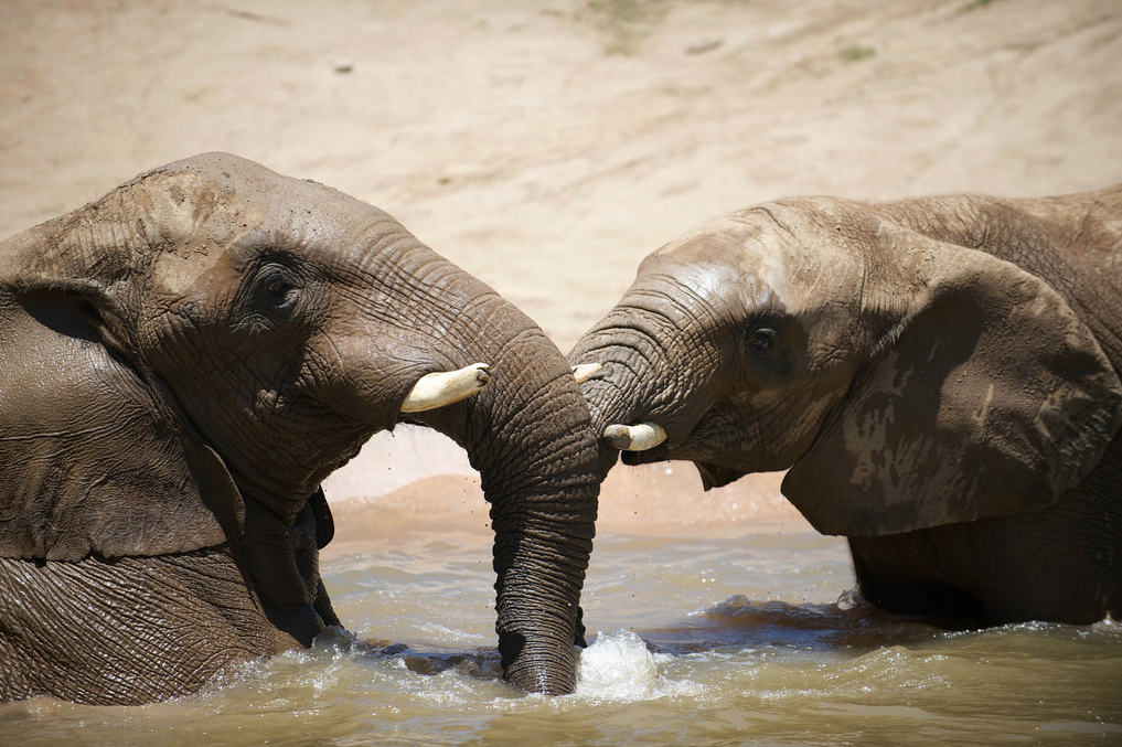 sdzsafaripark:  Water for elephants by Lisa Diaz