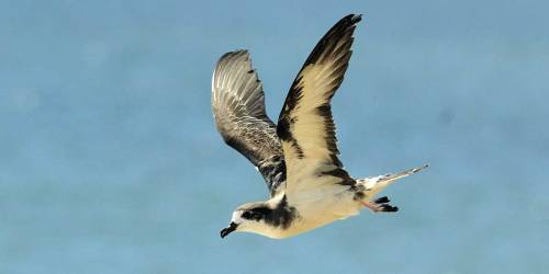  Hawaiian petrelCenter for Biological Diversity