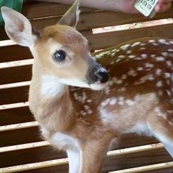 Got to pet this precious little girl yesterday after Cheyenne fed her a bottle. She&rsquo;s so teeeenyyy!