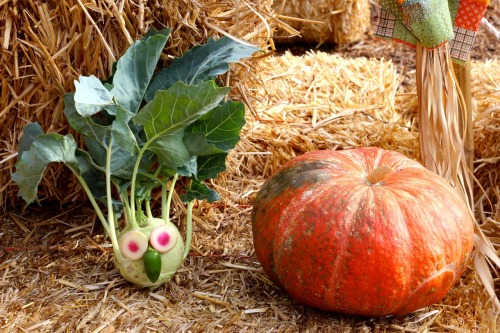 Happy Thanksgiving from Mr. Kohlrabi at #SoilBornFarms. Hug your family and your farmer today. (Phot
