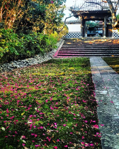 医王寺庭園 [ 静岡県磐田市 ] ② Iouji Temple Garden, Iwata, Shizuoka ーーヤマハスタジアム最寄駅 #御厨駅 すぐ近くの観光スポット。 #小堀遠州 作庭とも伝わ