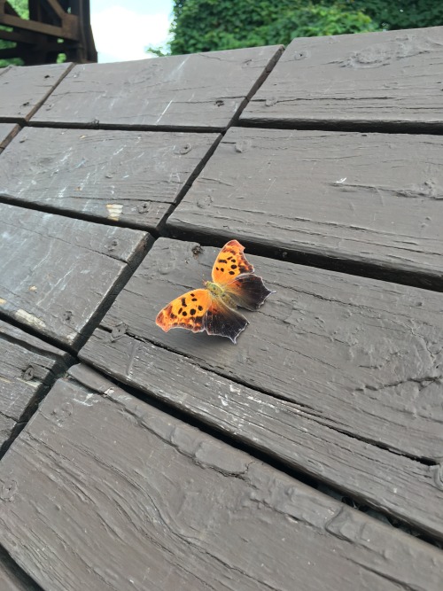 Moth or butterfly ? Any entomologist out there 