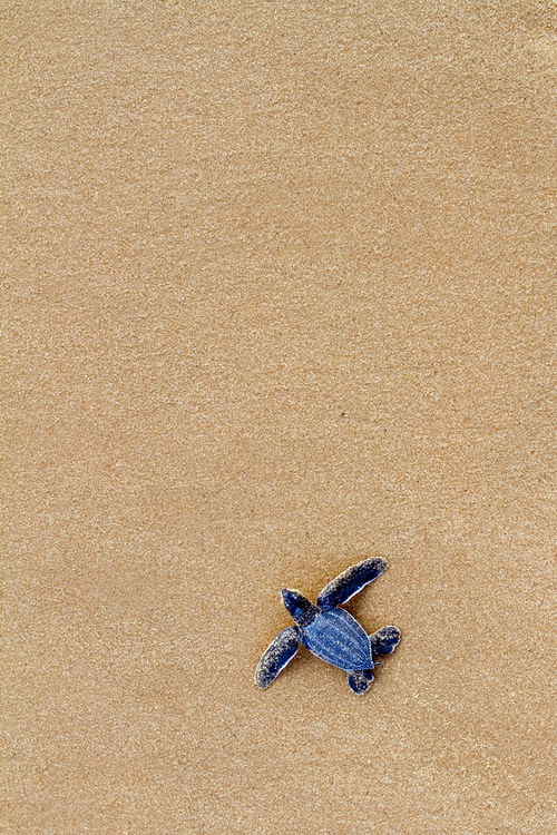 wonderous-world:Leatherback Sea Turtle Hatchling by Antoine Baglan