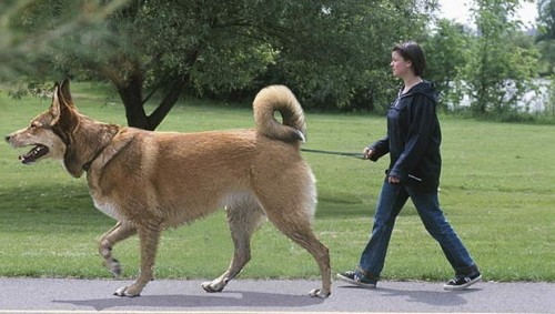 general-pepper: lordlingenglish: doduos: HAVE YOU EVER DECIDED TO GOOGLE “GIANT DOGS”???