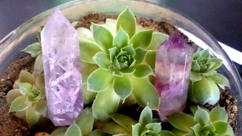 gemmadness:  My succulents are looking good,especially with these crystal points :))