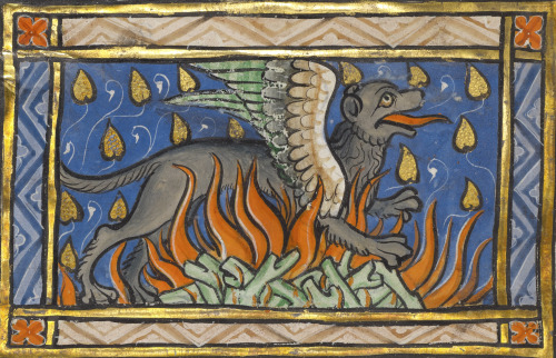 burning salamander depicted as a griffinBestiary, Thérouanne ca. 1270.LA, J. Paul Getty Museum, MS. 