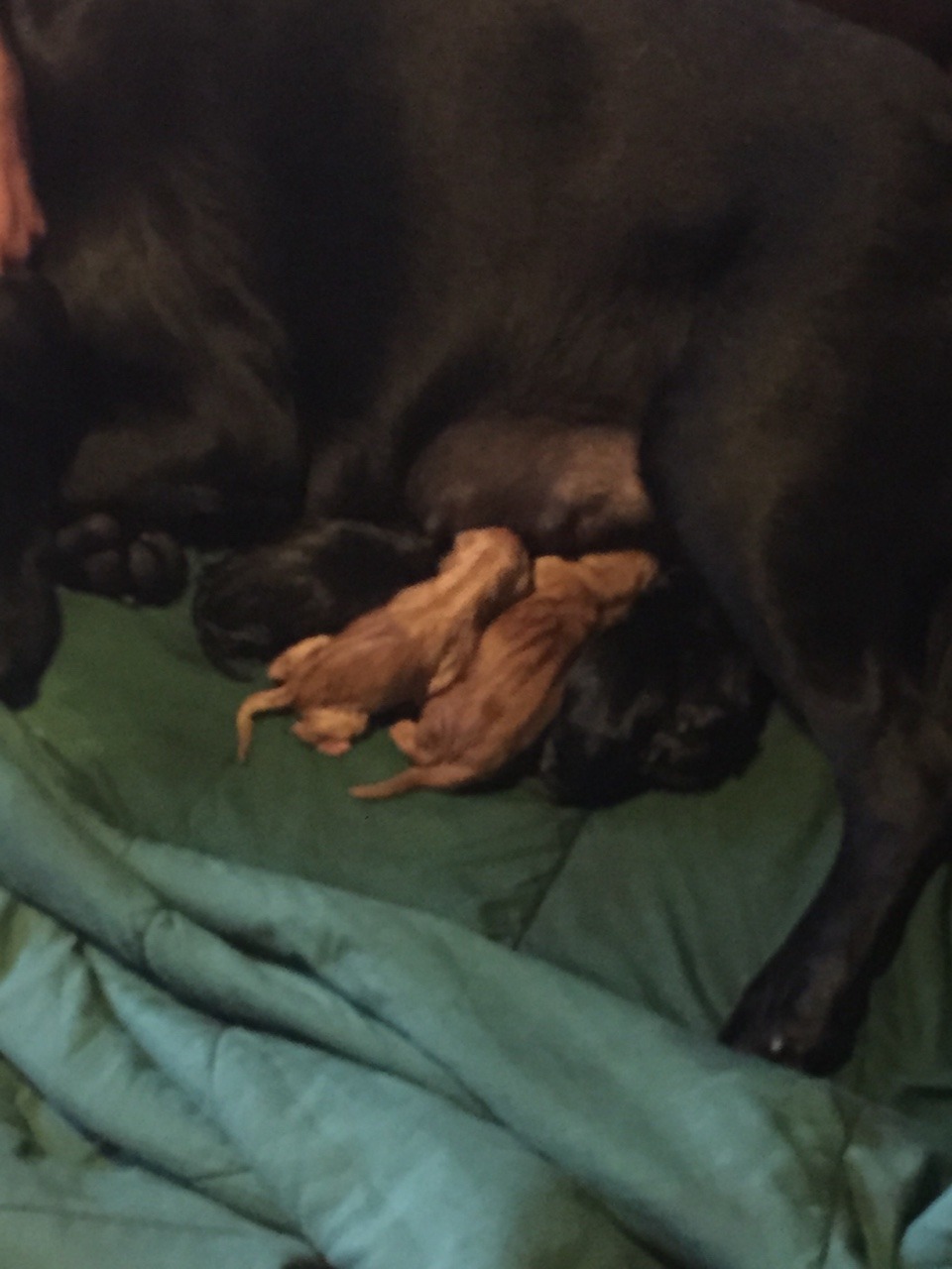 Roommates dog is having puppies 😀😁😍