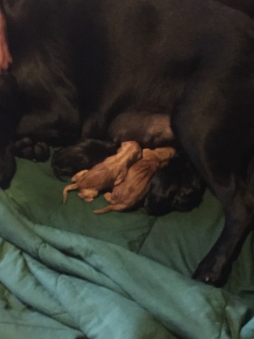 Roommates dog is having puppies 😀😁😍