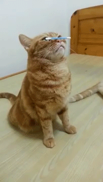 sizvideos:  Cat balances a Q-Tip on his Nose (Video)