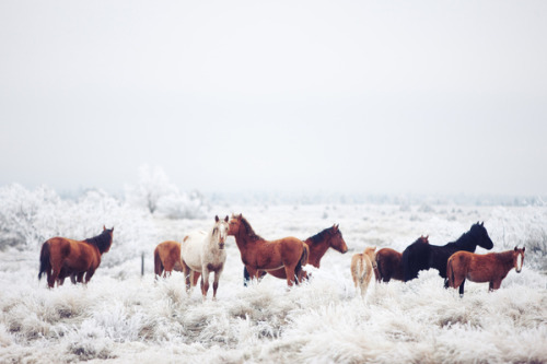betomad:  horses were afraid. by Kevin Russ