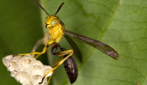 Paper wasp (Mischocyttarus sp.) in EcuadorGraham Wise