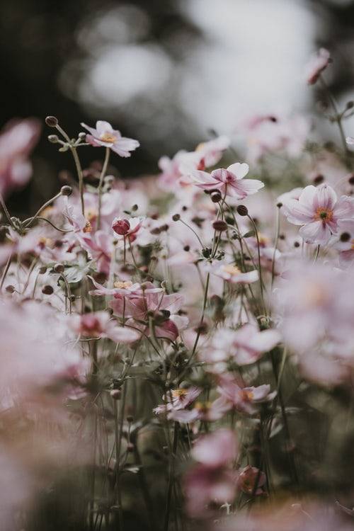 drxgonfly:Soft pink anemone florals (by Annie Spratt)