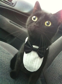 derpycats:  What do you mean, vet’s office YOU SAID WE WERE GOING TO THE PHILHARMONIC! 