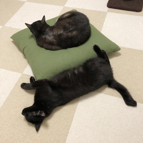 boschintegral: subarutokiomi: モノクロ男子でも、寝方はそれぞれ。 太陽は飼い主の座布団を堂々と独占中。 #cat #neko #猫 #ねこ #ハチワレ #黒猫 #一見2匹