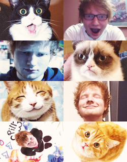 fuck-yeah-ed-sheeran:  actual kitten ed sheeran. 