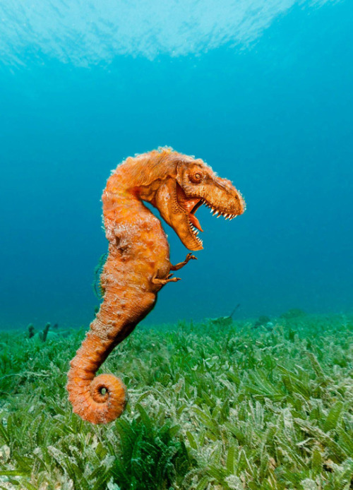 indominous-rex: tastefullyoffensive: Tyrannoseahorse Rex by Rastroboy life finds a way