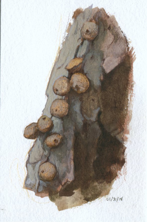 Fungi field studies, scanned this time. Each one is 4x6″ on watercolor paper, created with colored p