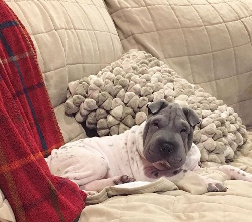 Sex 💗 how cute is this coat on this Sharpei pictures