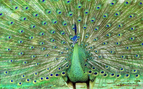 mirdam-aves: The green peafowl (Pavo muticus) is an endangered species of peafowl. The sexes of gree