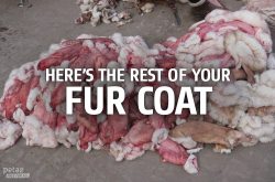 peta2:  EVERY fur coat, glove, or boot was violently stolen from its original owner. Be proud to wear your OWN skin. http://peta2.me/2qdbw 