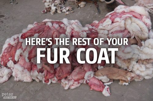 XXX peta2:  EVERY fur coat, glove, or boot was photo