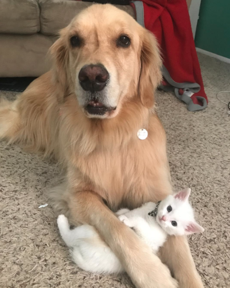 catsbeaversandducks: Mojito The Therapy Dog And Skywalker The Deaf Kitten Best friends!