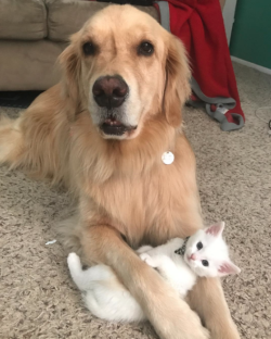 nowheresheepdog:  catsbeaversandducks:  Mojito The Therapy Dog And Skywalker The Deaf Kitten Best friends! Photos by ©mojito_rose   kawaii