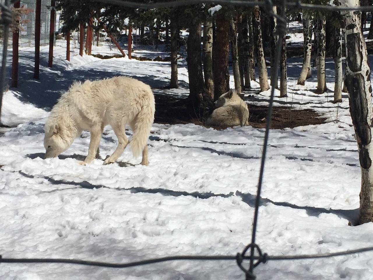 lesless:Colorado Wolf Sanctuary, 2015