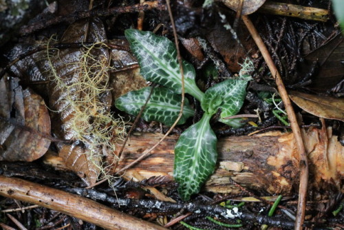 rattlesnake plantain