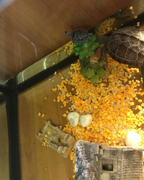 Nuova arrivata❤️ #turtle #animals #pet #cute #turtlesofinstagram https://www.instagram.com/p/CFZgwg