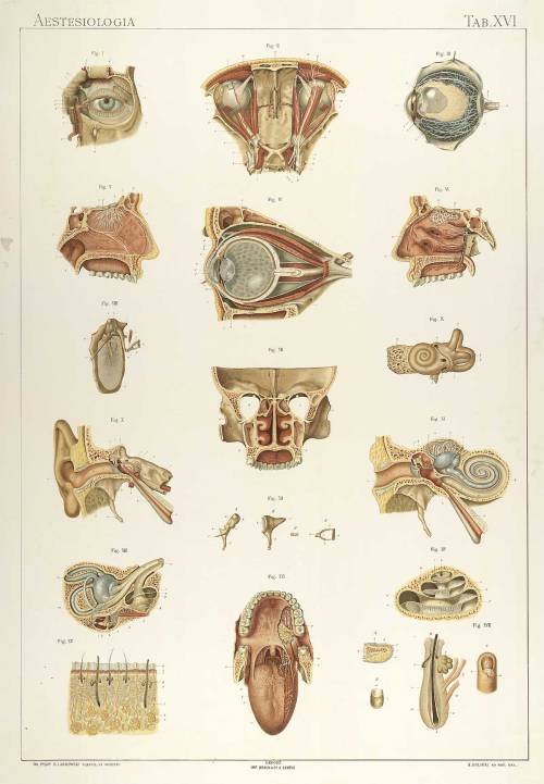 corporisfabrica:  A tablet of our various sensory organs. Perhaps particularly interesting are those figures depicting inner ear structures (XI - XIV), and that which shows the musculature behind each eye (II). From Sigismond Laskowski’s Anatomie