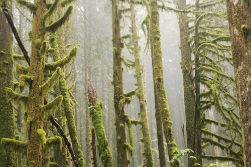 matchbox-mouse:Mossy, ancient trees standing against the fog. On a walk through the woods, British C