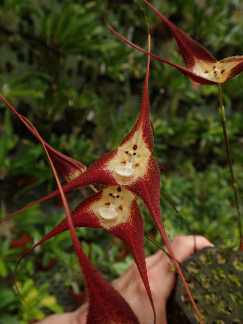 orchid-a-day: Dracula tubeana August 13,
