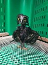 biglawbear:assmart:assmart:please tell me you ppl have seen wet owls.look at these