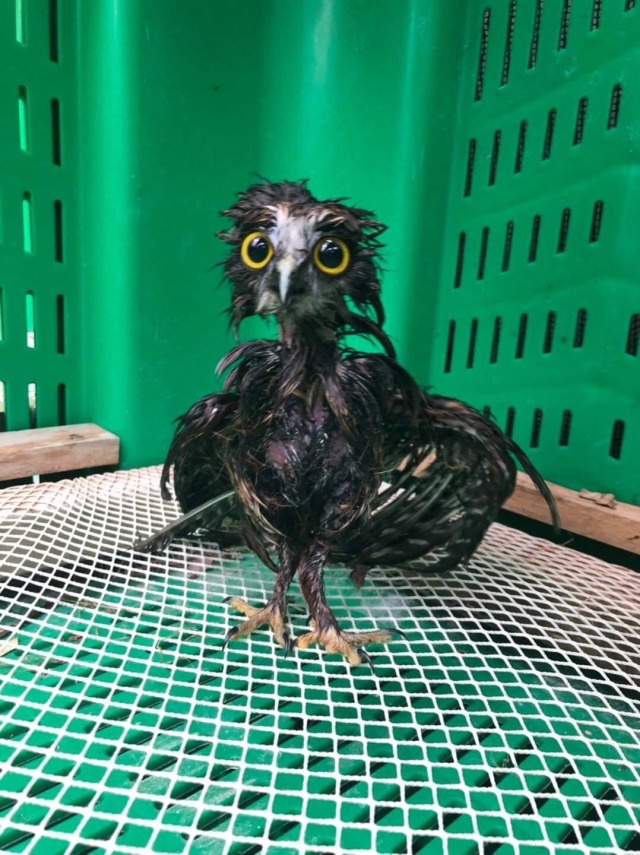 biglawbear:assmart:assmart:please tell me you ppl have seen wet owls.look at these