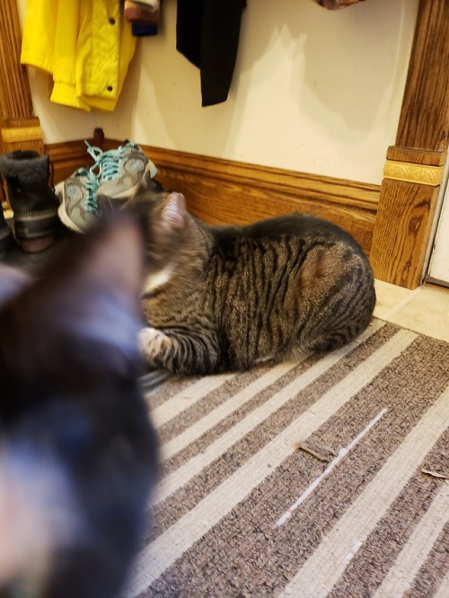 corallemonade:photobomb