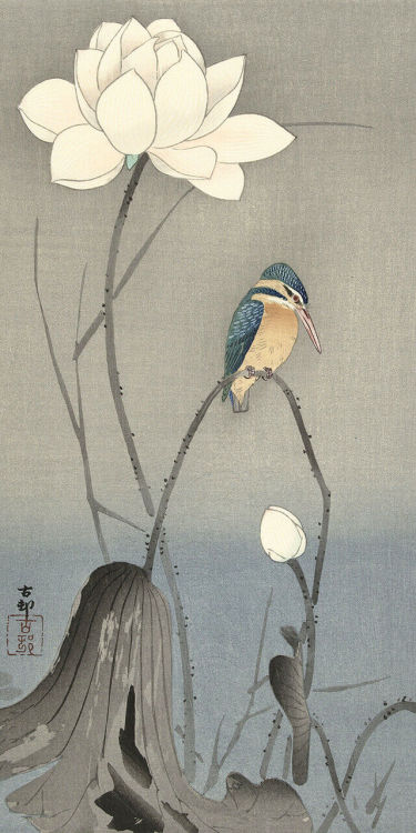 OHARA Koson（小原 古邨 Japanese,1877-1945）蓮にカワセミ　Kingfisher with Lotus Flower   woodblock print   via    