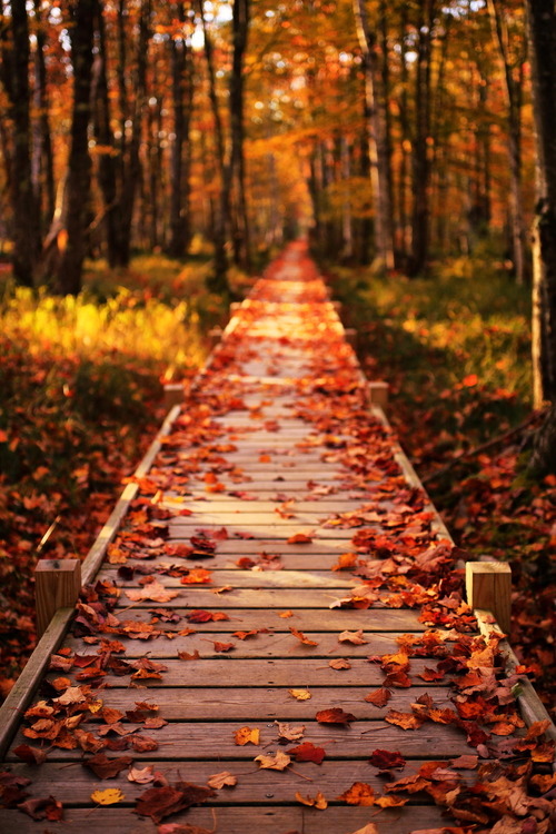 0rient-express:
“Jesup Path | by Nate Levesque | Website.”
