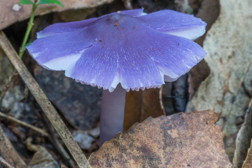 oceaniatropics:fungi at Sassafras Gully, New South Wales, Australia, by David Noble