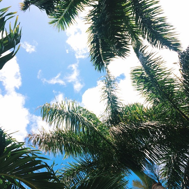 topreppytofunction:  🌴🌴