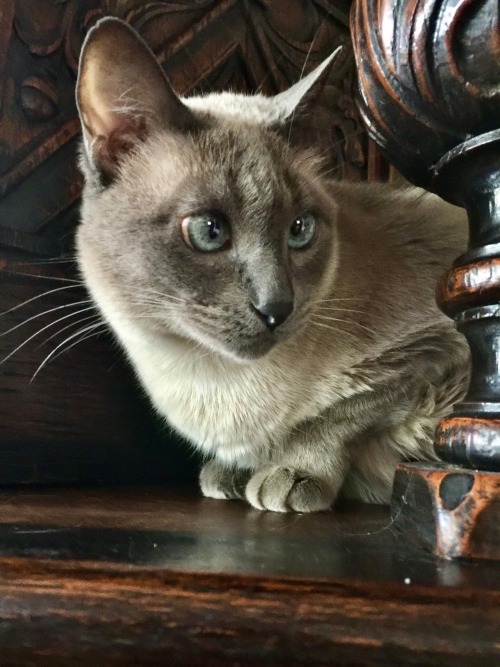 Titus And Mini On The Old Cupboard