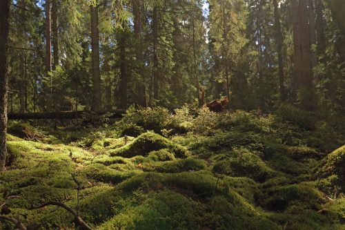 The forests of Stora Vilången, Värmland, Sweden.