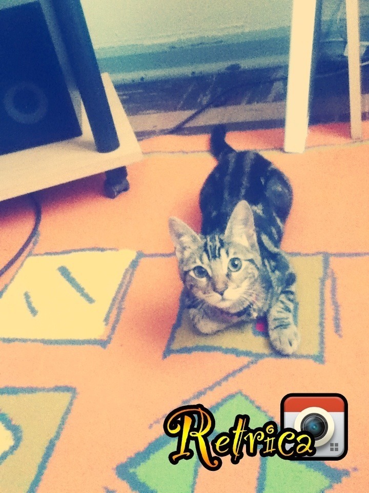soy-feliz-como-un-pony:  Bueno aquí les presento a mi gata mucha personas dicen