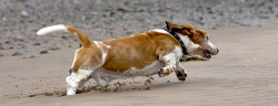hounddogsrunning:by Colin R Leech 	  	 				