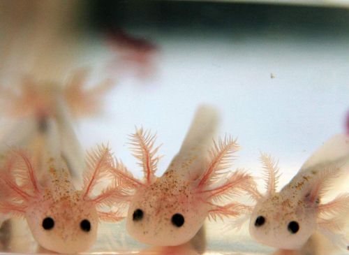 blessedimagesblog:Baby Axolotl’s are adorable