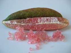 shibuffalo:  finger lime 