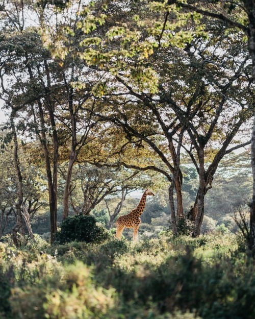 tannerwendellstewart: Giraffe. Kenya. Don’t miss my gallery event, The People of Turkana, at @glazer