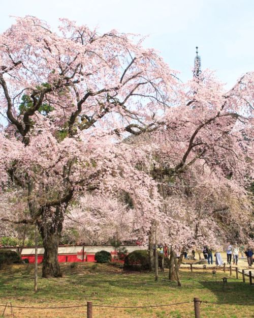 【京都府】醍醐寺桜ぶわぁ～ . 今日は雑用です . （2022/03/30撮影） . #醍醐の花見 #お花見 #醍醐寺 #醍醐寺の桜 #桜2022 #2022桜 #桜満開 #桜色 #春満開 #daig