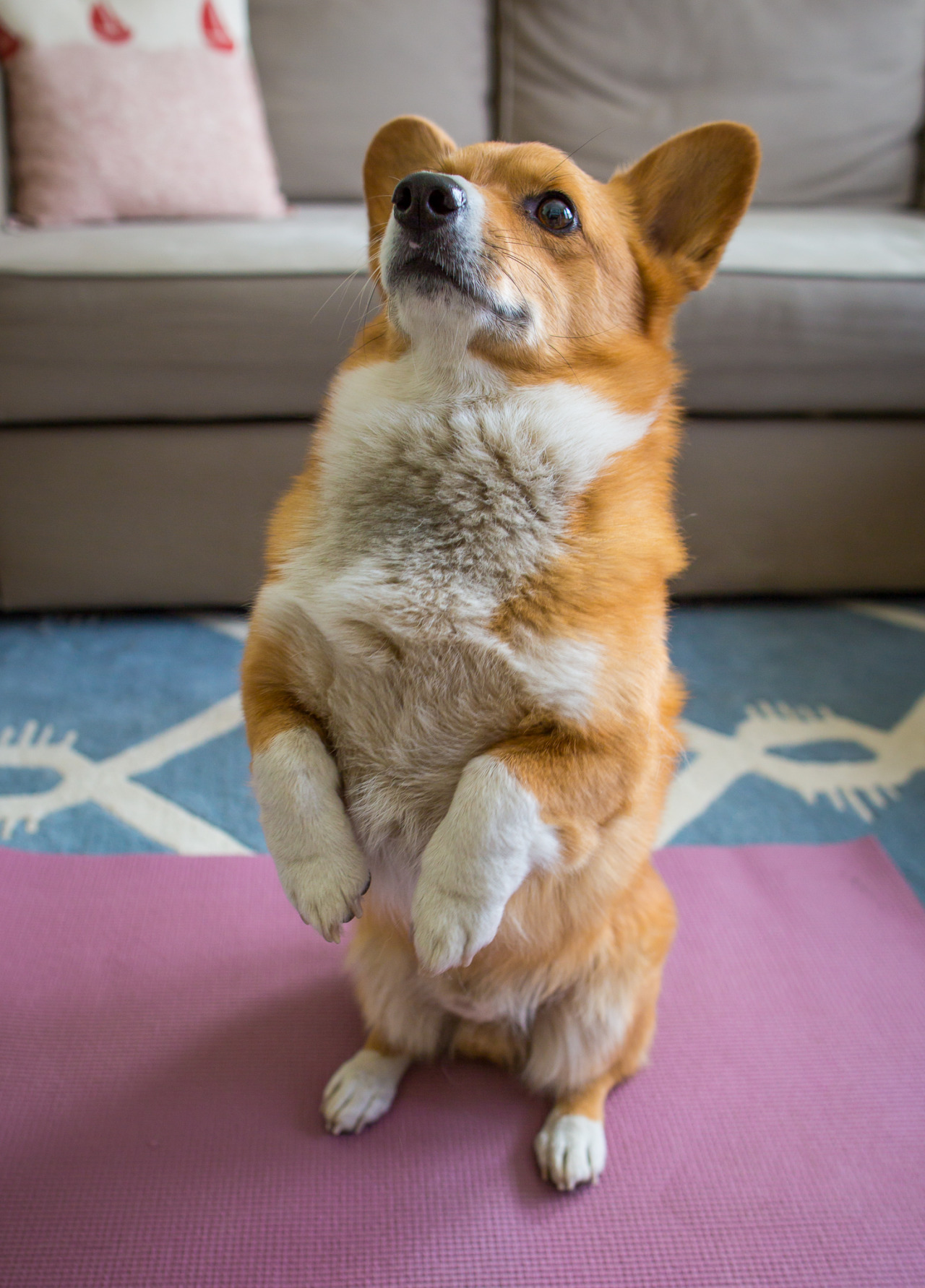 matphotography:  Corgi Yoga: Upward dog, Mountain pose, side angle, and savasana.